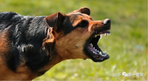 遭恶犬袭击，4岁男童或需全身换血——一场突如其来的悲剧