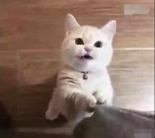 悲剧！掉入火锅的小猫已离世，网友呼吁加强宠物安全意识